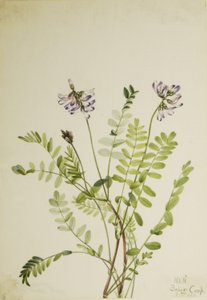 Ervilha-de-leite alpina (Astragalus alpinus) de Mary Vaux Walcott