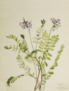 Alpine Milkvetch Astragalus alpinus, 1921. de Mary Vaux Walcott