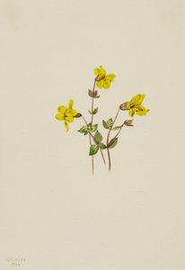 Alpine Monkey Flower Mimulus caespitosus, 1904. de Mary Vaux Walcott
