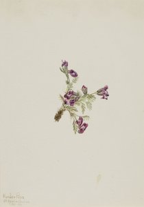Ervilhaca alpina (Oxytropis podocarpa) de Mary Vaux Walcott