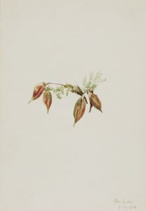 Ervilhaca alpina (Oxytropis podocarpa) de Mary Vaux Walcott