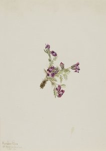 Alpine Pointvetch Oxytropis podocarpa, 1916. de Mary Vaux Walcott