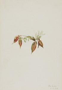 Alpine Pointvetch Oxytropis podocarpa, 1918. de Mary Vaux Walcott