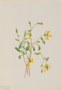 Espécie de Ragwort Senecio Alpino, 1905. de Mary Vaux Walcott