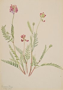 Alpine Vetch Astragalus bourgovii, 1917. de Mary Vaux Walcott