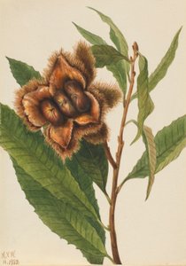 Castanheiro americano (Castanea dentata) de Mary Vaux Walcott