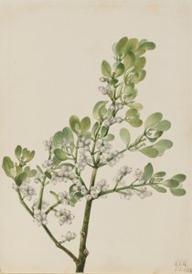 Visco americano Phoradendron flavescens, 1923.