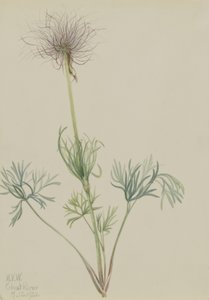 Flor-de-passarinho-americana (Pulsatilla ludoviciana) de Mary Vaux Walcott