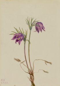 American Pasqueflower Pulsatilla ludoviciana, 1922. de Mary Vaux Walcott