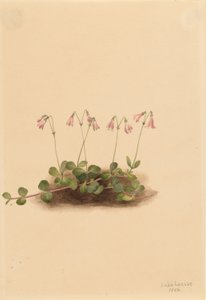 Flor gémea americana (Linnaea borealis americana) de Mary Vaux Walcott
