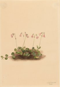 American Twinflower Linnaea borealis americana, 1902. de Mary Vaux Walcott