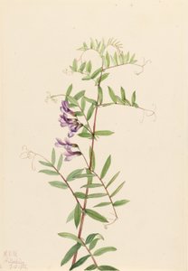 Ervilhaca americana (Vicia americana) de Mary Vaux Walcott