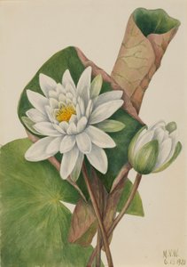 Nenúfar americano Castalia odorata, 1920. de Mary Vaux Walcott