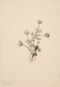 Anemone drummondii, 1907. de Mary Vaux Walcott