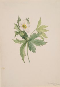 Anemone canadensis, 1907. de Mary Vaux Walcott
