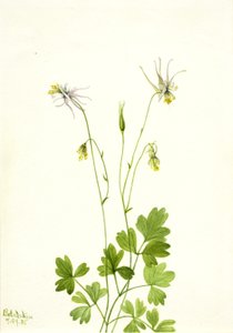 Aquilegia ecalcarata, 1935. de Mary Vaux Walcott