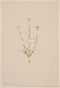 Arenaria formosa, 1904. de Mary Vaux Walcott
