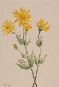 Arnica (Arnica latifolia) de Mary Vaux Walcott