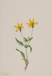 Arnica alpina de Mary Vaux Walcott