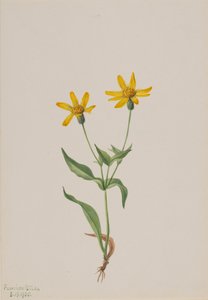 Arnica Alpina, 1905. de Mary Vaux Walcott