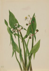 Arum Arrowhead (Sagittaria cuneata) de Mary Vaux Walcott