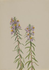 Aster Aster hirariifolius, 1923. de Mary Vaux Walcott