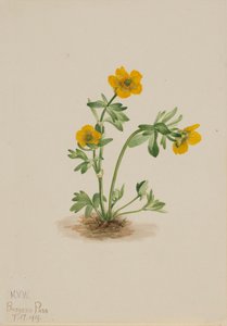 Avalanche Buttercup Ranunculus suksdorfii, 1919. de Mary Vaux Walcott