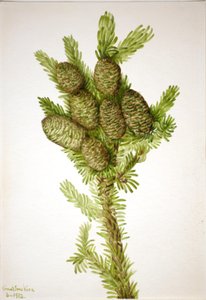 Balsam Fir Albies fraseri, 1932. de Mary Vaux Walcott