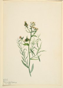 Comandra pallida (Comandra pallida) de Mary Vaux Walcott