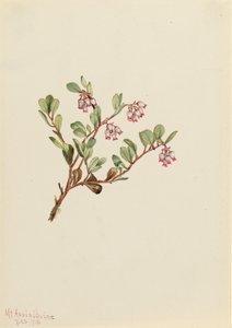 Bearberry Arctostaphylos uva-ursi, 1916. de Mary Vaux Walcott