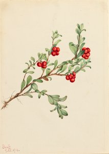 Bearberry Arctostaphylos uva-urso, 1916 de Mary Vaux Walcott