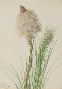 Beargrassgrass Xerophyllum tenax, 1924. de Mary Vaux Walcott