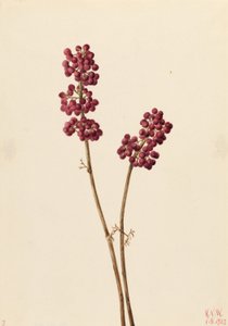 Baga de beleza (Callicarpa americana) de Mary Vaux Walcott