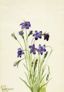 Flor de campânula (Campanula) de Mary Vaux Walcott
