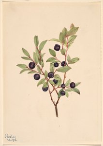 Bagaço grande (Vaccinium membranaceum) de Mary Vaux Walcott