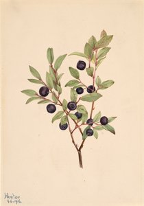 Big Whortleberry Vaccinium membranaceum, 1916. de Mary Vaux Walcott