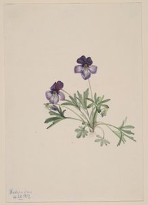 Violeta de pé de pássaro (Viola pedata) de Mary Vaux Walcott