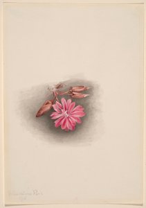 Bitterroot (Lewisia redivivivia) de Mary Vaux Walcott