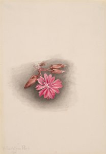 Bitterroot Lewisia redivivivia, 1915. de Mary Vaux Walcott