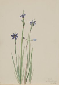 Erva-dos-olhos-azuis (Sisyrinchium angustifolium) de Mary Vaux Walcott