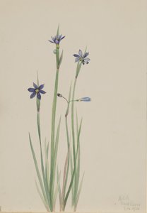 Sisyrinchium angustifolium de olhos azuis, 1920. de Mary Vaux Walcott