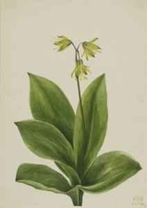 Conta azul (Clintonia borealis) de Mary Vaux Walcott