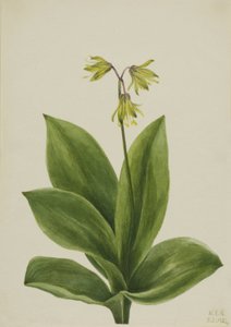 Blue Bead Clintonia borealis, 1924. de Mary Vaux Walcott