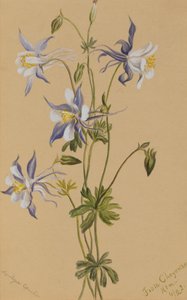 Blue Columbine Aquilegia caerulea, 1922. de Mary Vaux Walcott