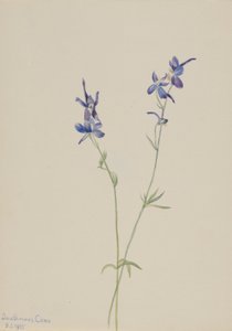 Larkspur azul (Delphinium nuttallianum) de Mary Vaux Walcott