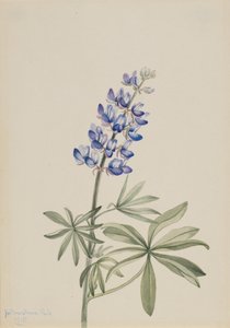 Lupino azul Lupinus argenteus, 1915. de Mary Vaux Walcott