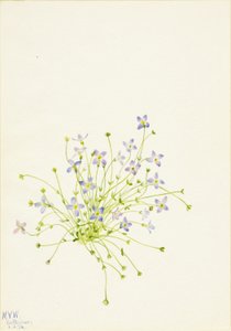 Azevinho (Houstonia serpyllifolia) de Mary Vaux Walcott