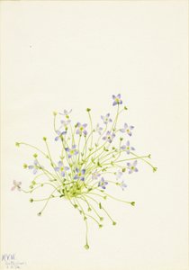 Bluets Houstonia serpyllifolia, 1934. de Mary Vaux Walcott