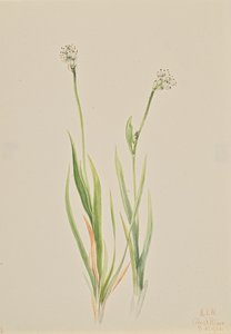 Bog-Asphodel Tofieldia intermedia, 1920. de Mary Vaux Walcott