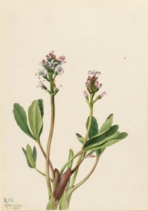 Bogbean Menyanthes trifoliata, 1925. de Mary Vaux Walcott